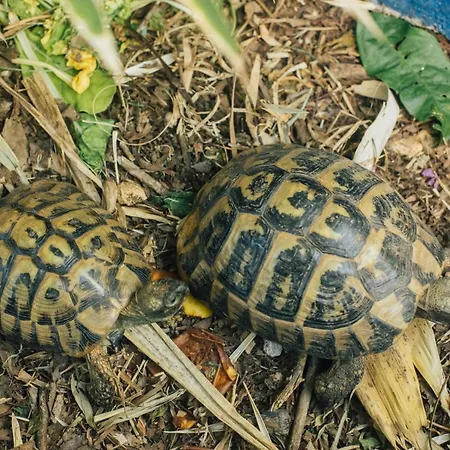 Villa Tropica, Total Privacy, Tropical Garden And Private Pool