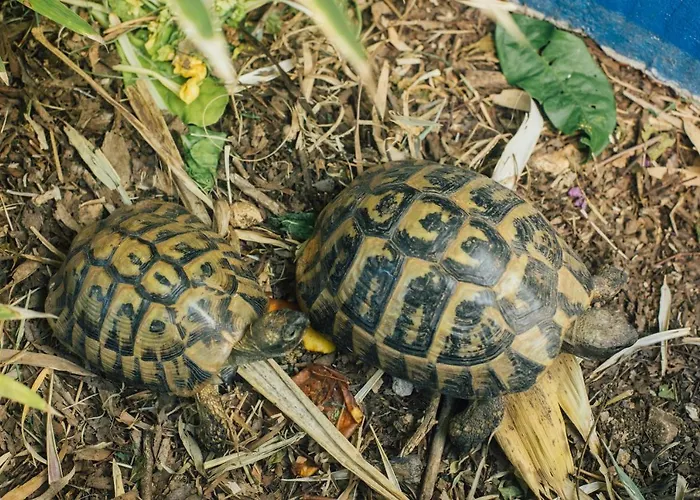 Villa Tropica, Total Privacy, Tropical Garden And Private Pool