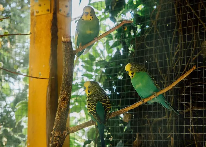 Tropica, Total Privacy, Tropical Garden And Private Pool * Kaštela