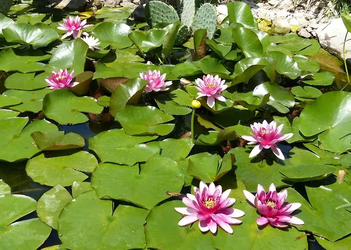 Tropica, Total Privacy, Tropical Garden And Private Pool *