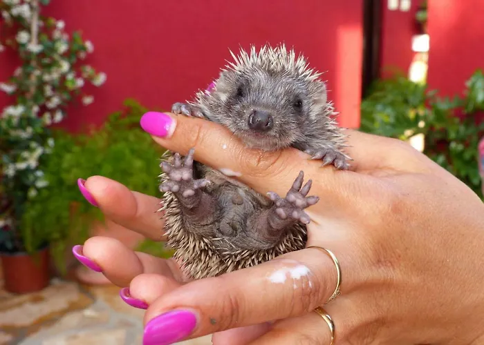 Tropica, Total Privacy, Tropical Garden And Private Pool Kaštela