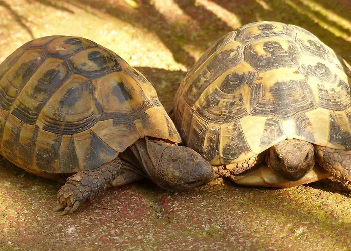 Villa Tropica, Total Privacy, Tropical Garden And Private Pool Kaštela